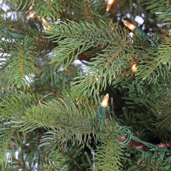 7.5 Pinehurst Fraser Fir (C) - Image 2