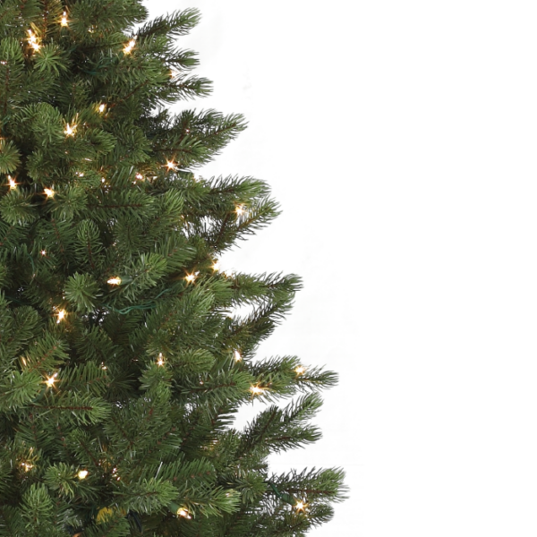 7.5 Leyland Spruce (C) - Image 2