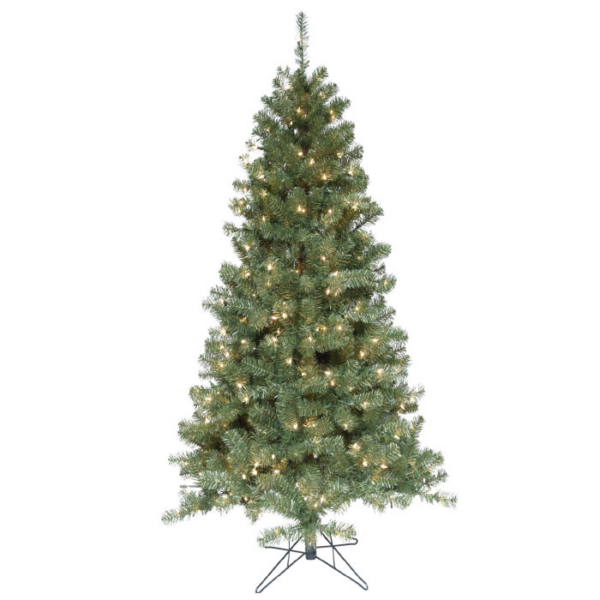 6' Colonial Fir with Clear Lights