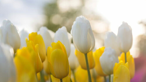 getting your backyard ready for spring